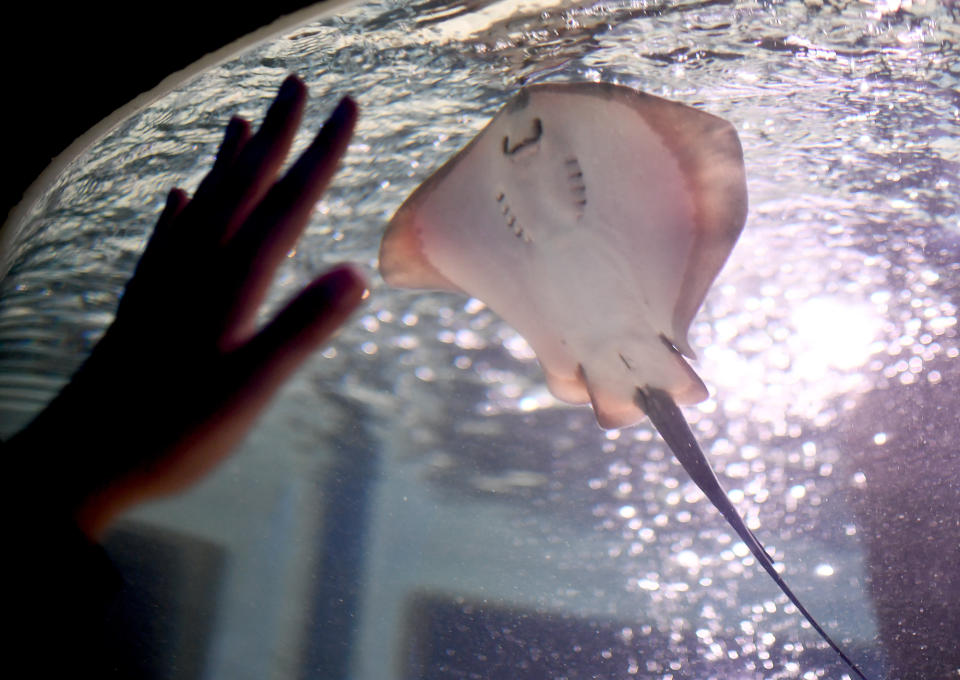 <p>Ein Rochenbaby schwimmt im „Sea Life Berlin“ durchs Becken. Es wurde am 10.7.2017 geboren. (Bild: Britta Pedersen/dpa-Zentralbild/ZB) </p>