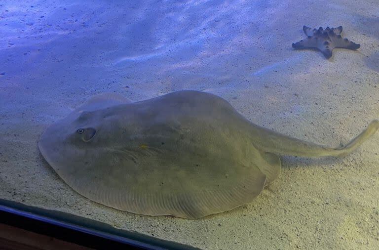 Charlotte es del tamaño de un plato y comparte el acuario con cinco tiburones pequeños