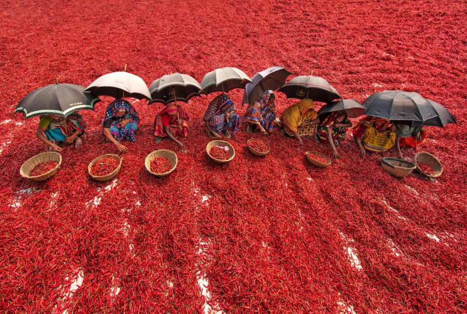 Millions of chillis create a red sea