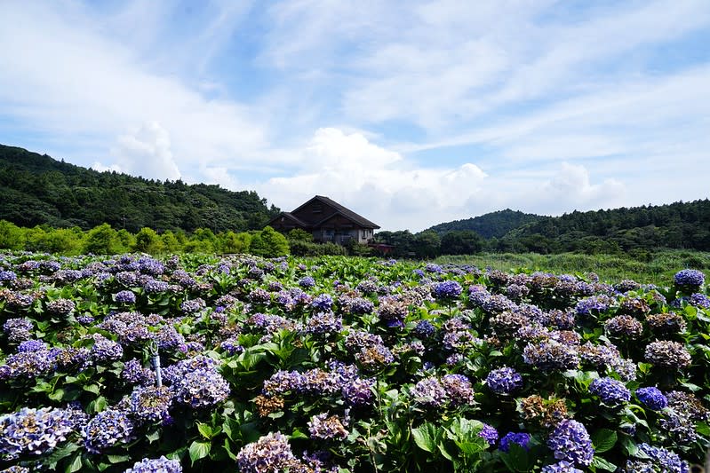 台北陽明山｜竹子湖「財福海芋田」