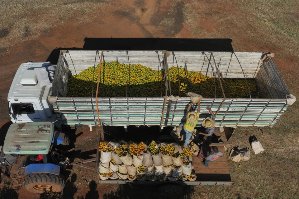 Workers load a truck with recently harvested oranges on a farm in Mogi Guacu, Brazil, Thursday, June 13, 2024. Brazil, the world's largest exporter of orange juice, has been affected by heatwaves, a lack of rainfall and an increase in citrus greening bacteria. (AP Photo/Andre Penner)