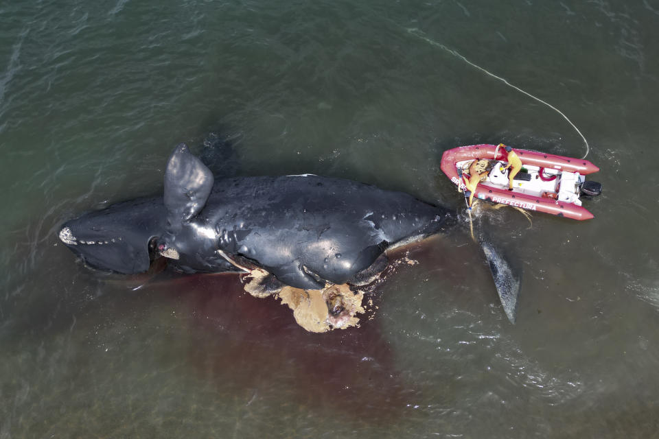 Un rescatista ata una ballena muerta para remolcarla, cerca de Puerto Madryn, Argentina, el martes 4 de octubre de 2022. (AP Foto/Maxi Jonas)