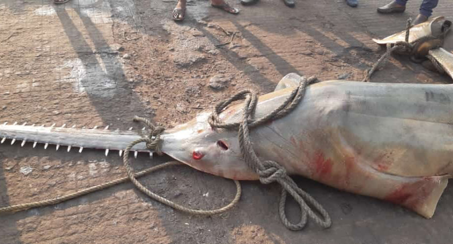 The sawfish got caught in fishnets but was sold at an auction which could lead to hefty fines. Source: Twitter