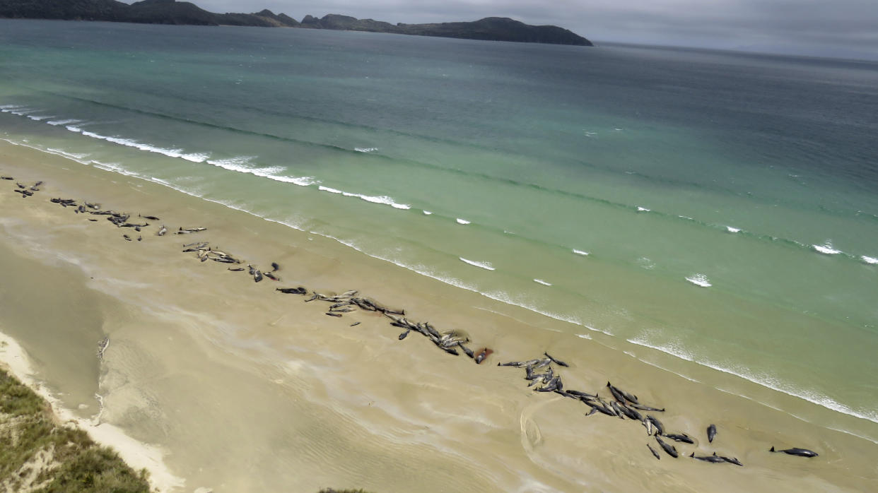 Up to 145 pilot whales have died after being beached at Mason Bay, Rakiura, on Stewart Island, New Zealand (Picture: AP)