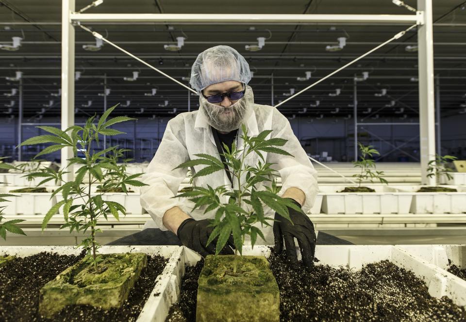 Planta de cultivo de la compañía Aurora Cannabis. Imagen: CNBC