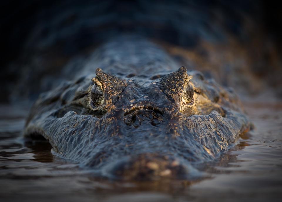 A tenth of the Pantanal has been destroyed according to some estimates - getty