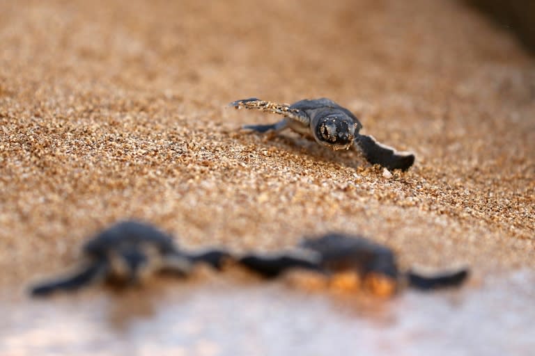 A new fossil of an ancient turtle has given scientists clues on how the species evolved to have a shell