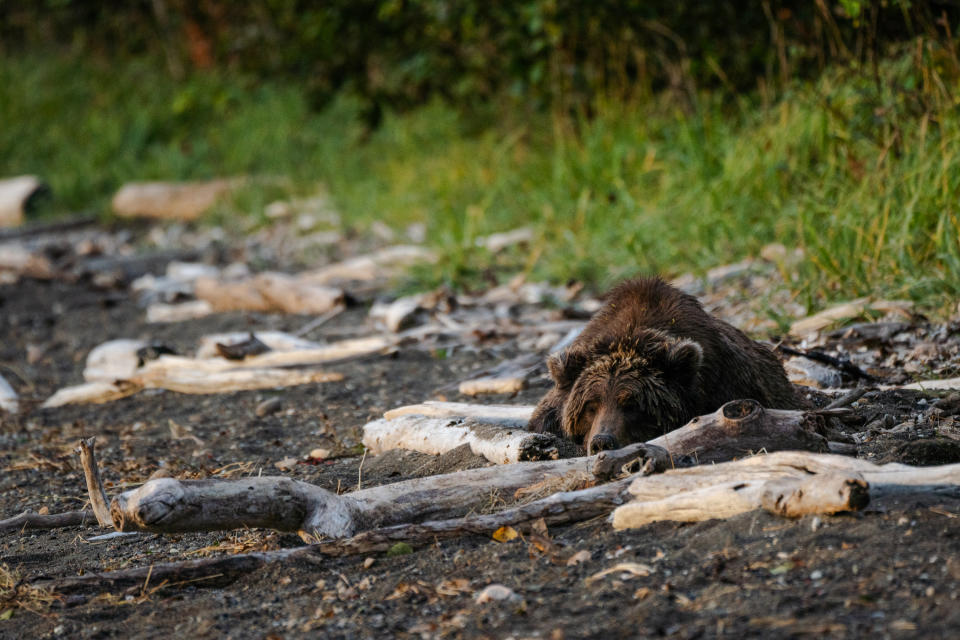 A bear takes a much-deserved beach nap after several hours of fishing. (Photo for The Washington Post by Sophie Park)