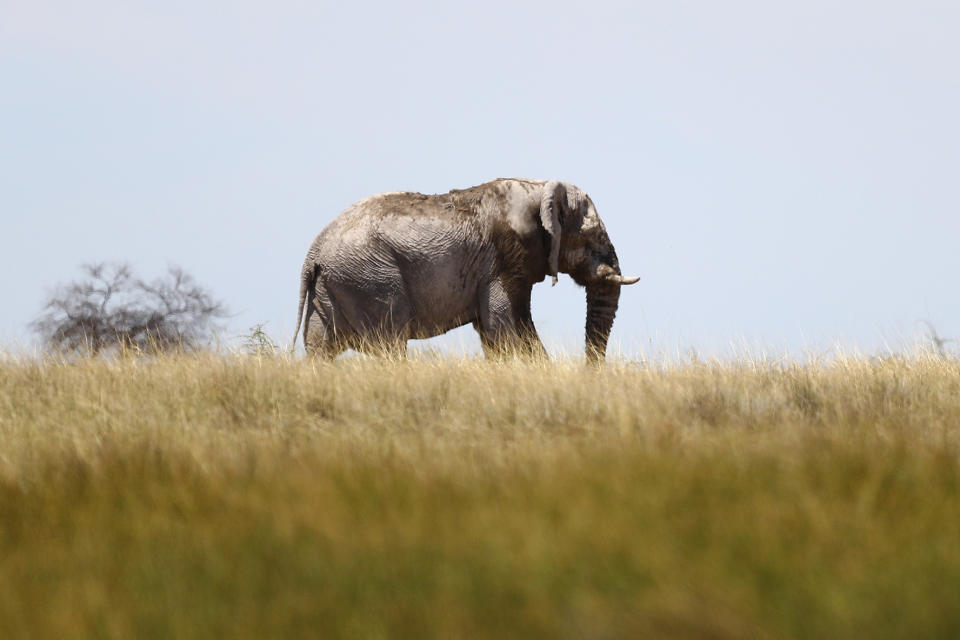 An elephant walks across the grassy plains near Batia waterhole in Etosha National Park in Namibia. (Photo: Gordon Donovan/Yahoo News)