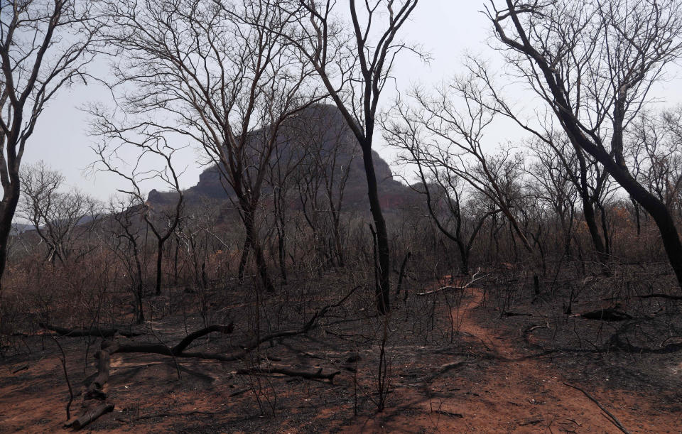 Charred trees stand in an area scorched by wildfires in the Chiquitania Forest near Robore, Bolivia, Tuesday, Aug. 27, 2019. While global attention has been focused on fires burning across the Brazilian Amazon, neighboring Bolivia is battling its own vast blazes. (AP Photo/Juan Karita)