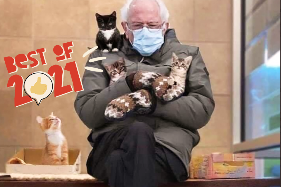 funniest cat memes of 2021 kittens with bernie sanders mittens
