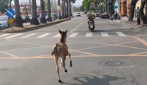 ▲男子沒戴安全帽，騎車遛小馬。（圖／翻攝自臉書社團高雄大小事）