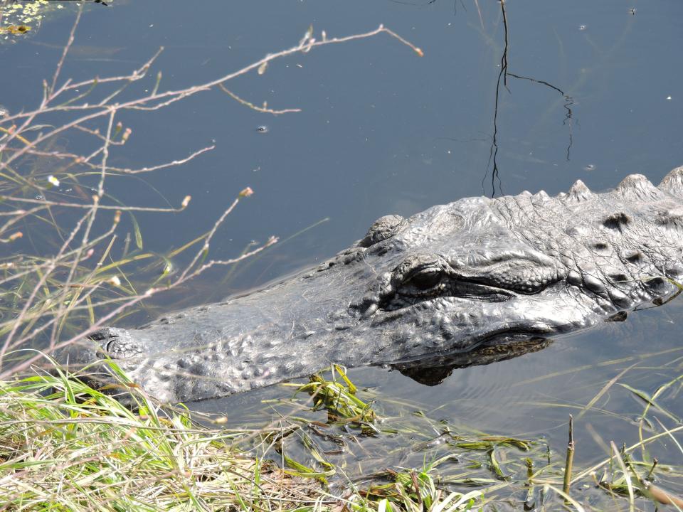 Tips to keep you and your pets safe as gator mating season approaches