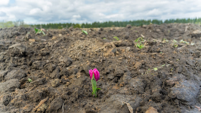 A singular tulip in a field infected by tulip fire, a fungal disease that remains in the soil for three to five years.
