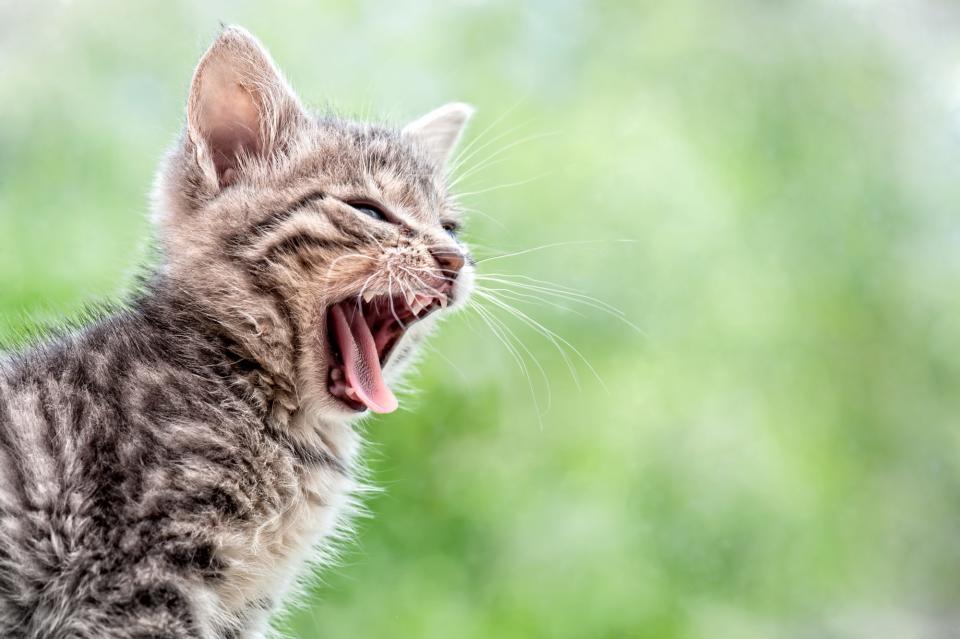 The Most Vocal Cat Breeds