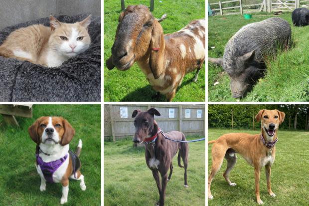 PICTURED: Pigs, goats, cats and dogs looking for their forever homes