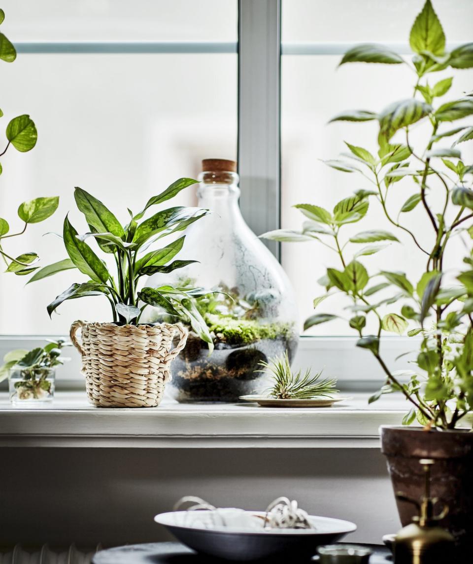 IKEA Launched a New Indoor Gardening Line—and It Will Make Your Home a Lush Oasis