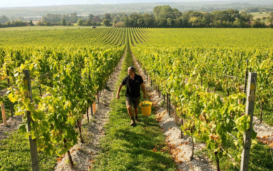 Chapel Down Vineyard  - John Nguyen/PA