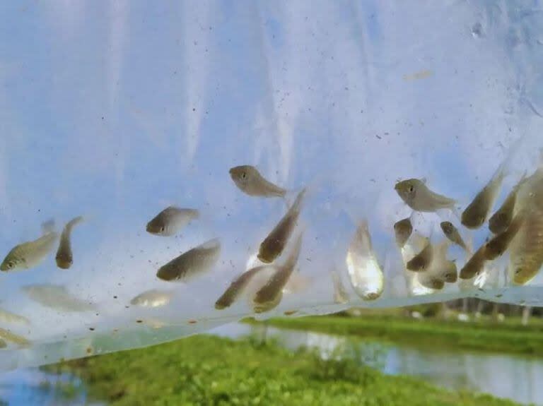 Expertos del INTA y del Conicet analizan cultivar peces y camarones para luchar contra los mosquitos