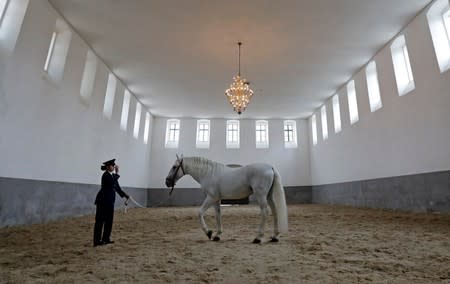 An employee of The National Stud Kladruby nad Labem trains a horse in a riding hall in the town of Kladruby nad Labem