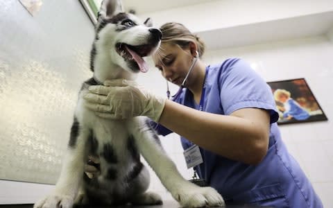 A veterinarian examines a dog  - Credit: &nbsp;Sergei Savostyanov