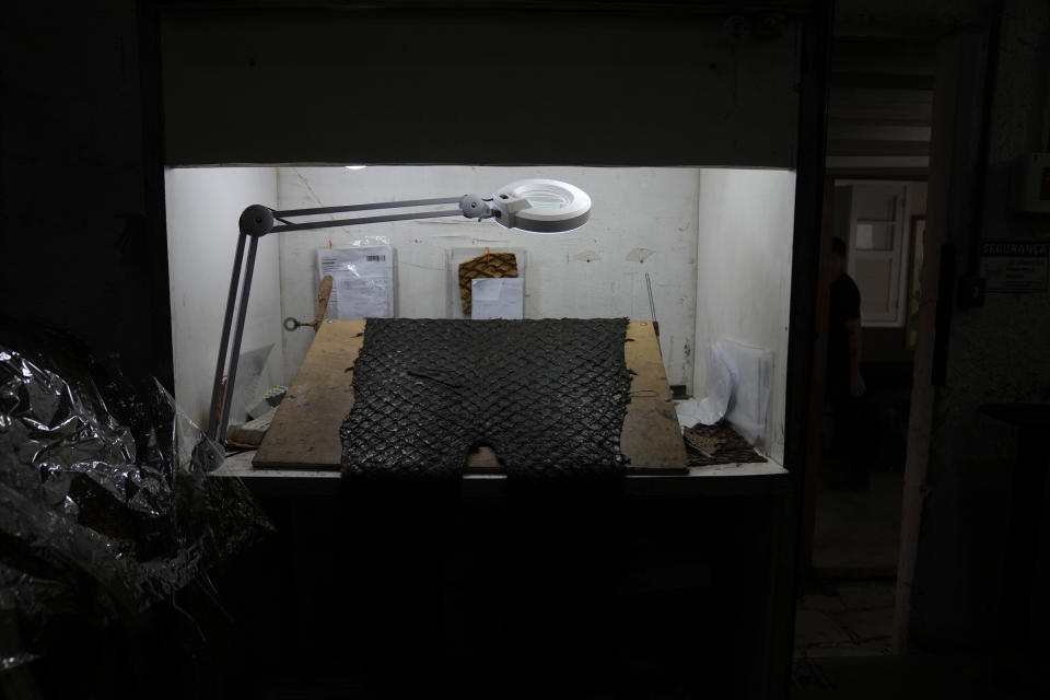 A light shines on a pirarucu skin at Nova Kaeru tannery factory at Tres Rios municipality, Rio de Janeiro state, Brazil, Tuesday, Oct. 11, 2022. Until recently, the skin of the pirarucu, the largest fish in the Amazon, had no commercial value. But a new technique and the fact that the fish are sustainably harvested has delighted boot manufacturers and the fashion industry. (AP Photo/Silvia Izquierdo)