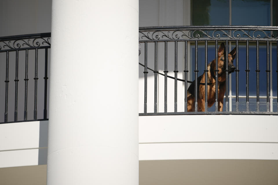 President Joe Biden's dog Commander looks out from the balcony before a pardoning ceremony for the national Thanksgiving turkeys at the White House in Washington, Monday, Nov. 21, 2022. (AP Photo/Andrew Harnik)