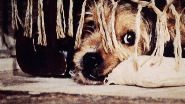 32 facts you need to know about adopting a dog