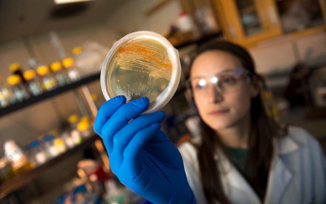 PhD student Kate Bauman displayin a petri dish of new Salinispora cultures in a biosafety cabinet, in San Diego. - Scientists scour the world's oceans for the next potent cancer treatment or antibiotic. A medicinal molecule could be found in microbes scooped up in sediment, produced by porous sponges or sea squirts, barrel-bodied creatures that cling to rocks or the undersides of boats, or by bacteria living symbiotically in a snail. Researchers scoop sediment from the ocean floor and then grow the microbes they find in the lab. - ERIK JEPSEN/AFP