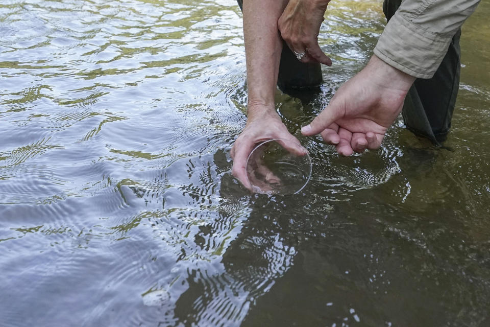 Matthew Wagner, a biologist from the U.S. Fish and Wildlife Service, guides Cheryl Berry Welch, of the Garden Club of Jackson, release threatened pearl darter fish, which haven't lived in the Pearl River system for 50 years, in the Strong River, a tributary of the Pearl River, in Pinola, Miss., Monday, July 31, 2023. (AP Photo/Gerald Herbert)