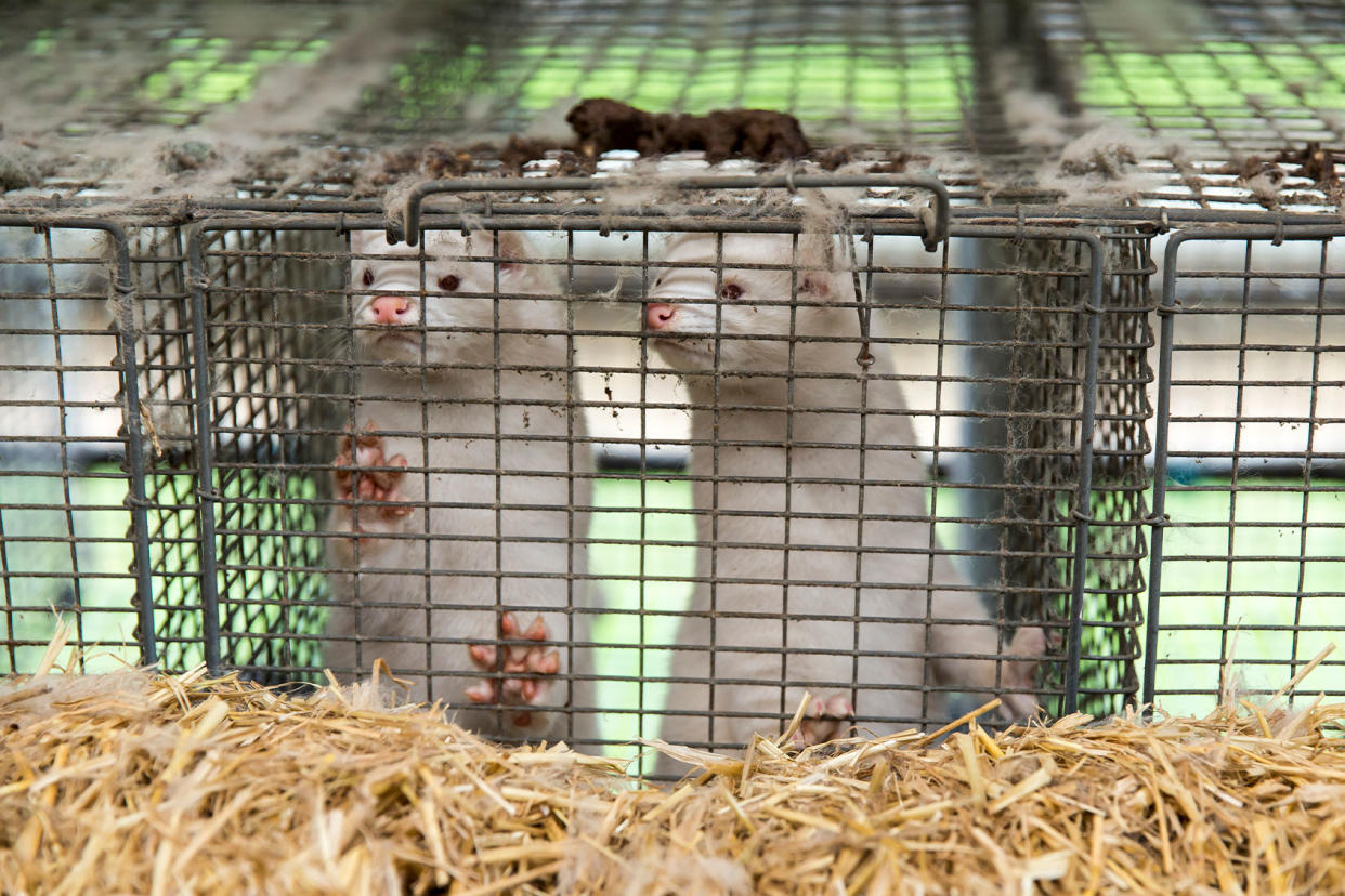 Mink fur farm Ole Jensen/Getty Images