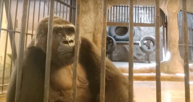 Bua Noi, the 'world’s loneliest gorilla,' has been caged in a Thailand shopping mall for 33 years