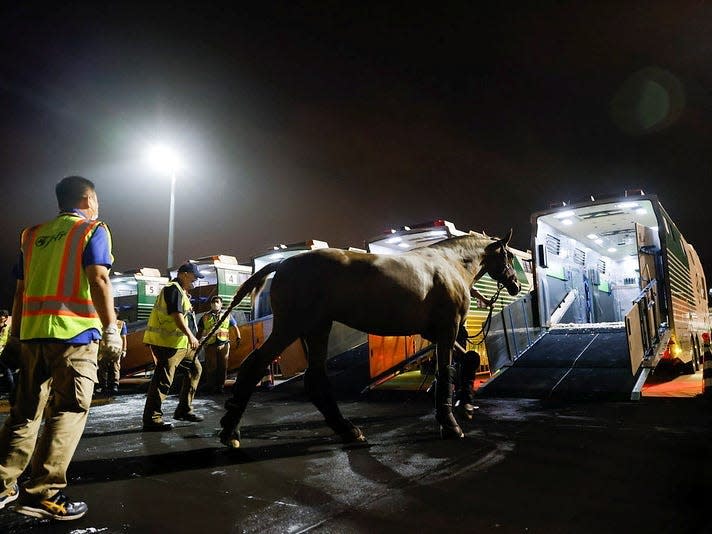 A horse boards a truck for transport to the Olympic games.