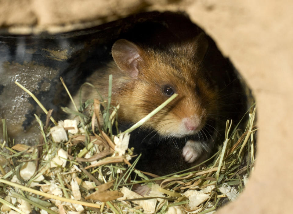 Auch Herzogin Kate, Prinz William und ihre Kinder lieben Haustiere. Sie nennen Cocker Spaniel Lupo und Hamster Marvin ihr Eigen. (Bild-Copyright: Jörg Sarbach/AP)