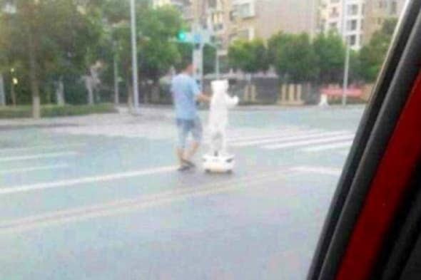 Dog rides segway in China@REX