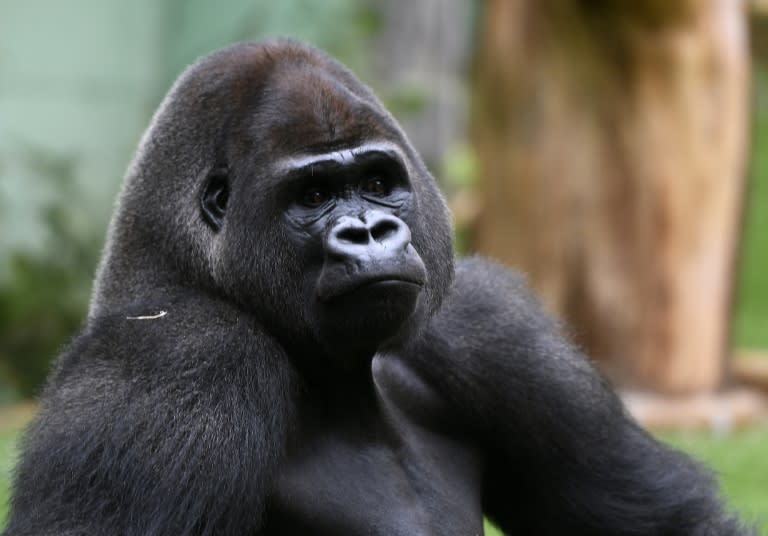 More than 100 primates, including gorillas, are at dire risk from hunting