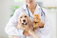 <p>Keeping your pet feeling healthy and strong is one of the best ways to show you love them, so make sure to take them for regular checkups with the vet. Your furry (or non furry) friend may not be able to fully understand that that's what you're doing, but what they will know is that they feel great!</p>