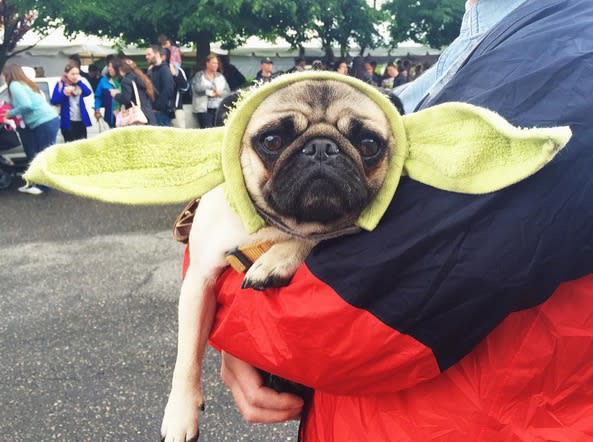 Yoda II (Bild: Instagram/ noddleandlumpy)