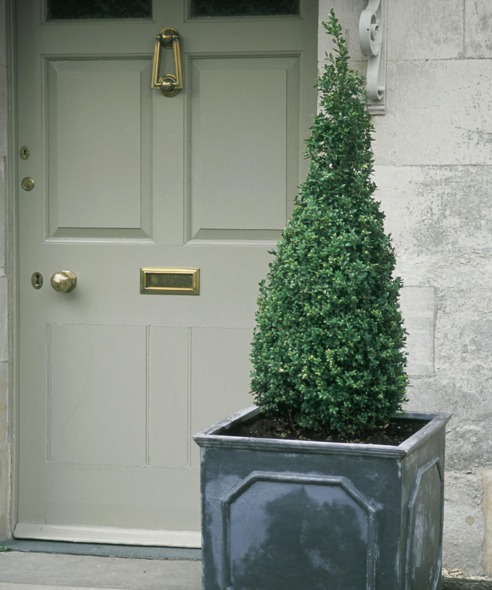 Prune statement topiary for low-maintenance luxury