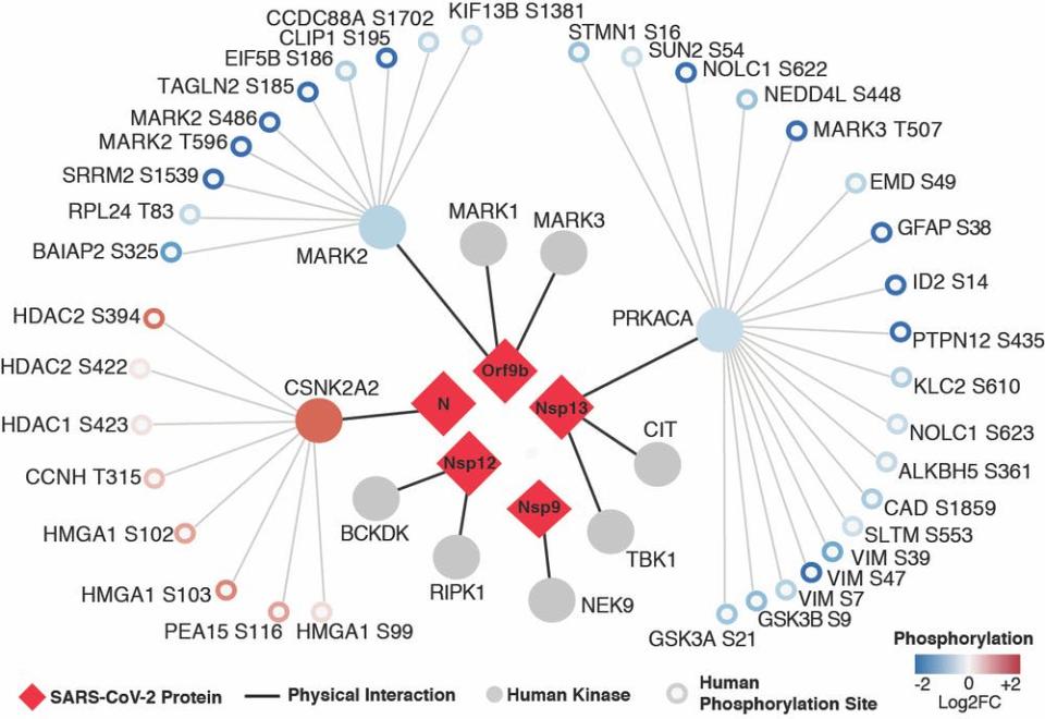 <div class="inline-image__caption"><p>This map shows how the coronavirus changes the function of kinases—cellular switches involved in most biological processes—and the proteins they control. It guided researchers from UCSF to cancer drugs that could fight COVID-19.</p></div> <div class="inline-image__credit">Elsevier/The Conversation</div>