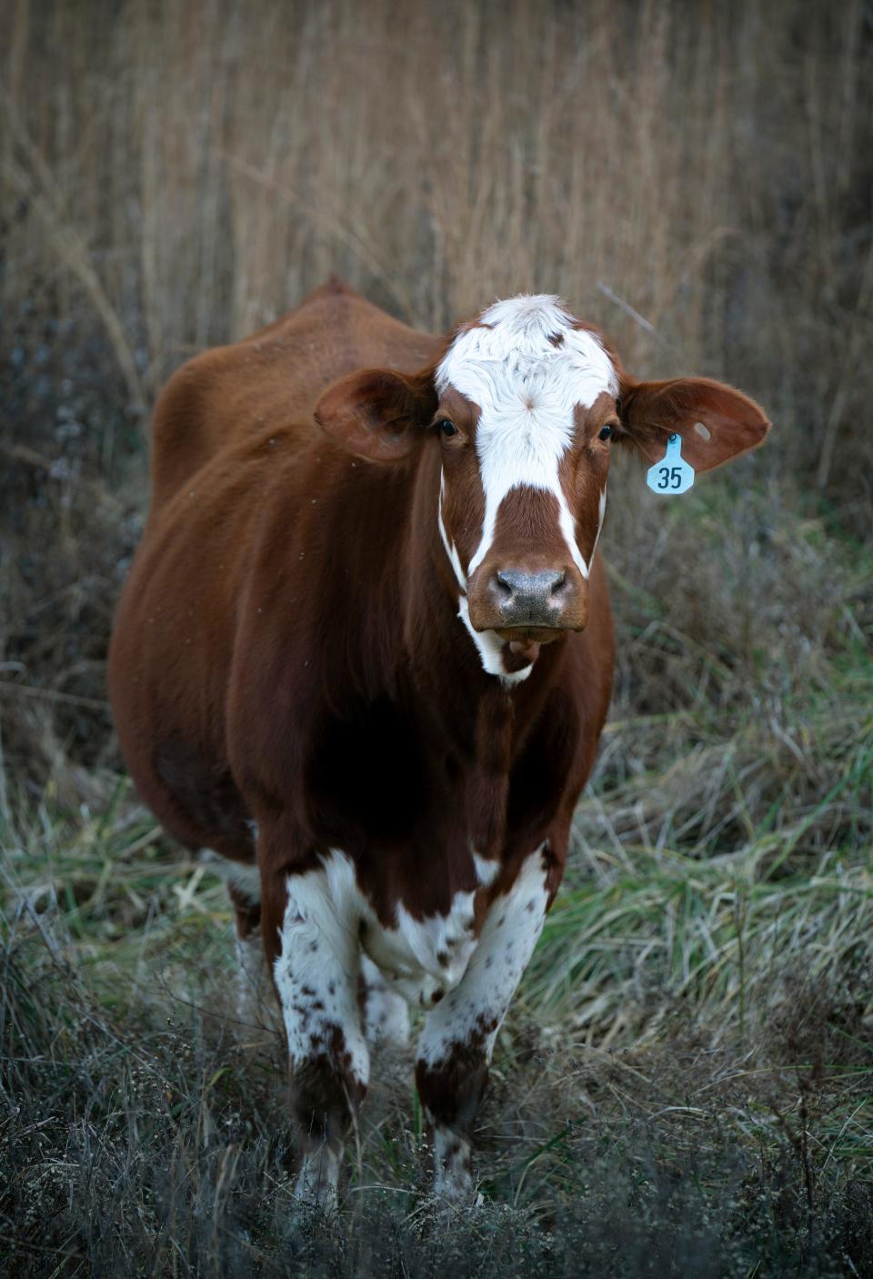 Matthew and Julie Hopkins are starting a new herd of cattle with three cows – all pregnant – at their Lynnville, Tenn., homestead. The couple's previous herd of about 50 cattle was unlawfully seized by the Marshall County Sheriff's Office. They were awarded $485,000 at trial.