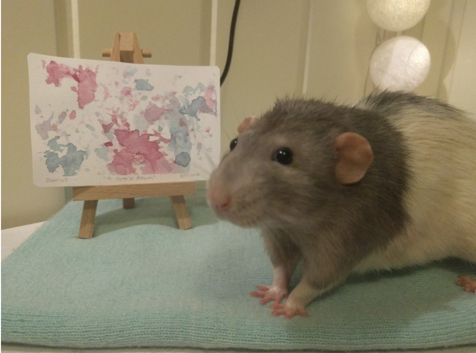 Darius the painting rat