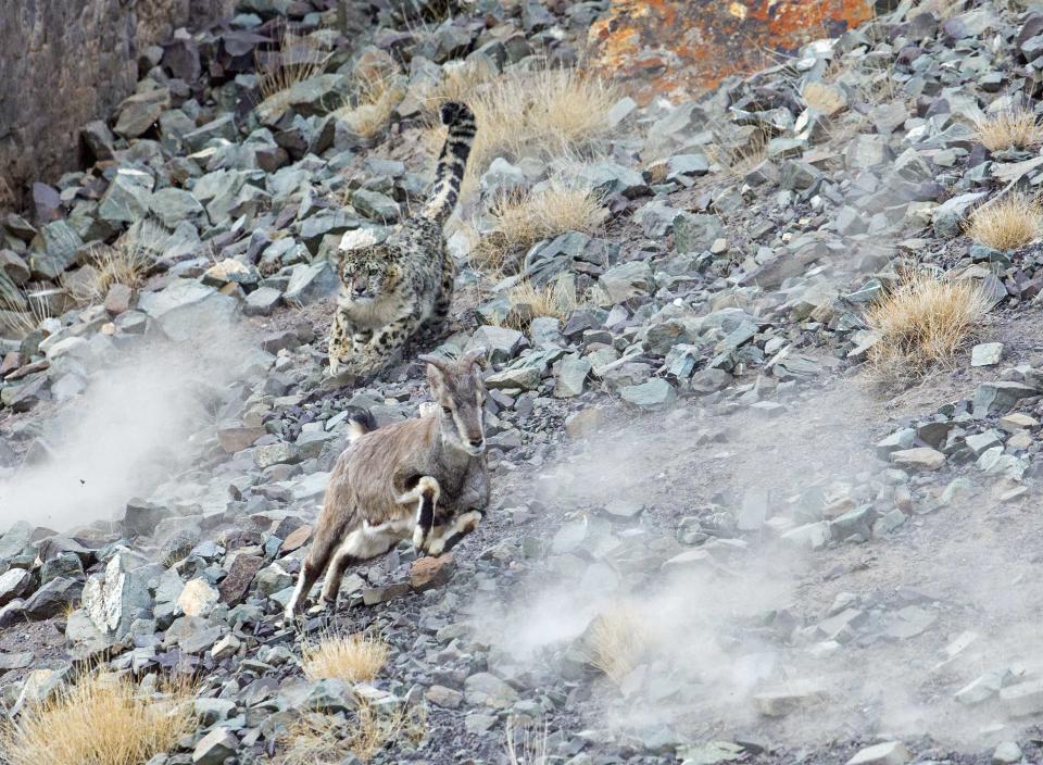 The leopard unsuccessfully attempted to hunt the blue sheep after hidiing among the rocks (Picture: Inger Vandyke/Caters)