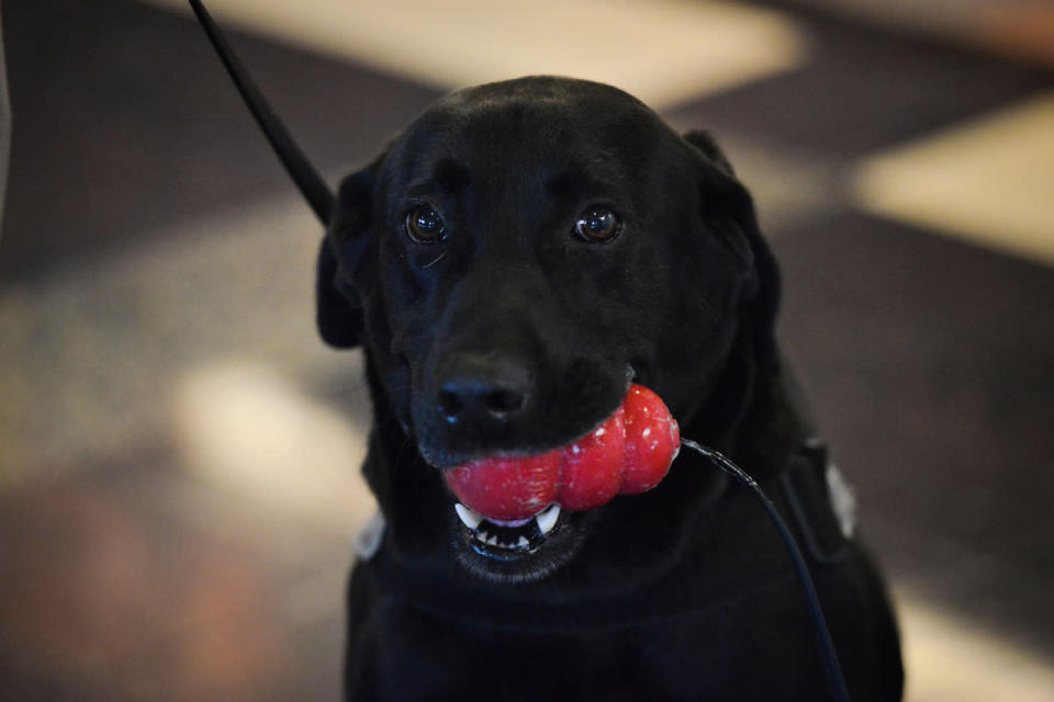 TSA Bomb-Sniffing dog