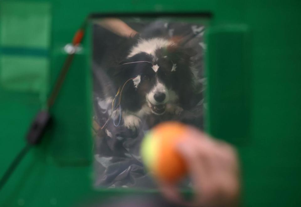 Rohan, a 12-year-old Border Collie, looks on as her owner Paula Perez holds a ball during a test that found that dogs can associate words with objects, at the Ethology Department of the Eotvos Lorand University in Budapest, Hungary, March 27, 2024. <span class="copyright">Bernadett Szabo—Reuters</span>