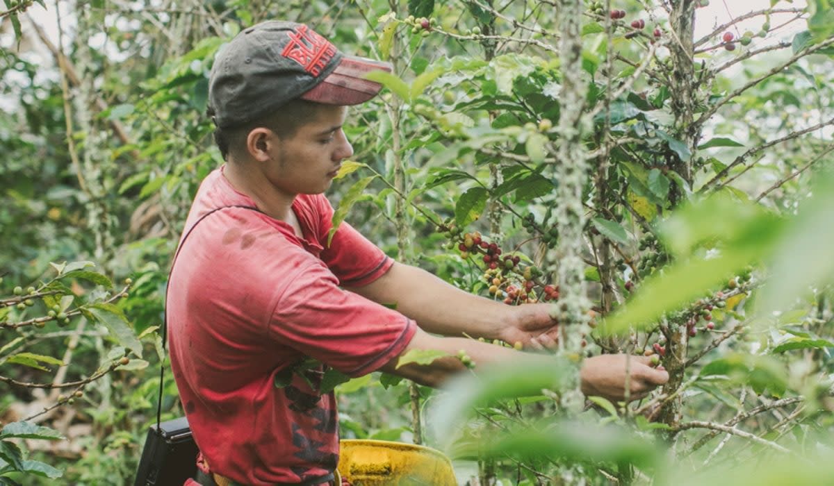 El café en Colombia alcanzó nuevo récord histórico. Foto: Ministerio de Agricultura.