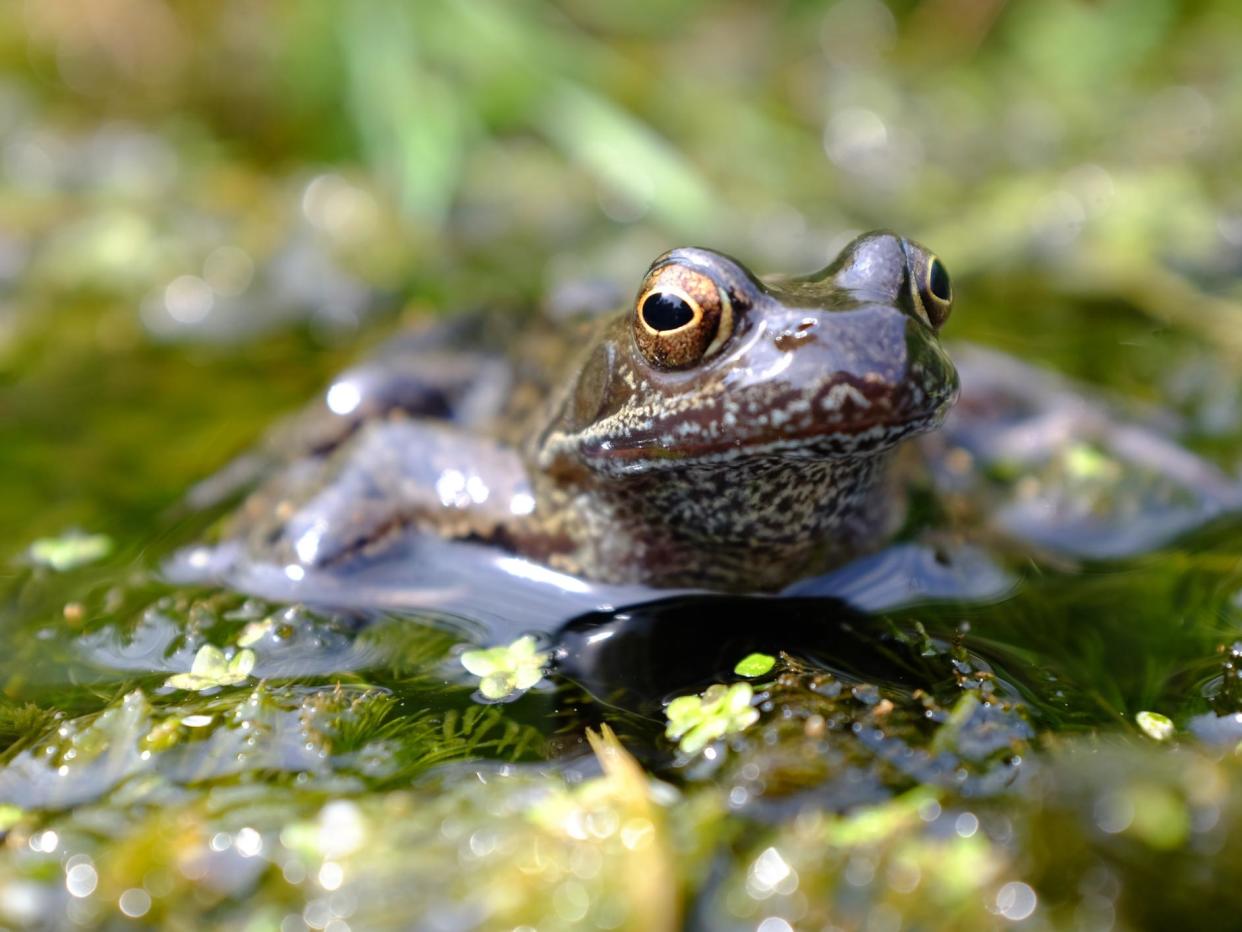 Amphibians such as this common frog could have their fertility impacted by the widespread use of pesticides that affect their hormones: Getty Images