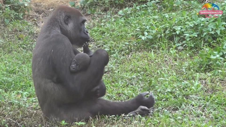 圖／翻攝自臺北市立動物園