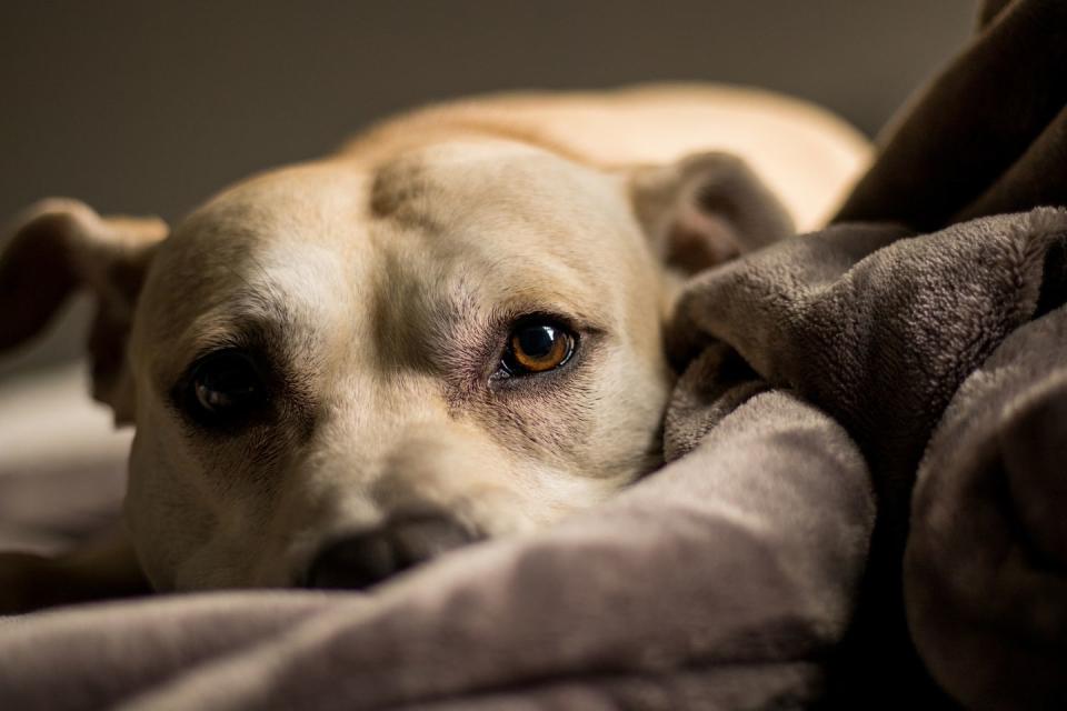 <p>They love to snuggle up under the covers.</p>