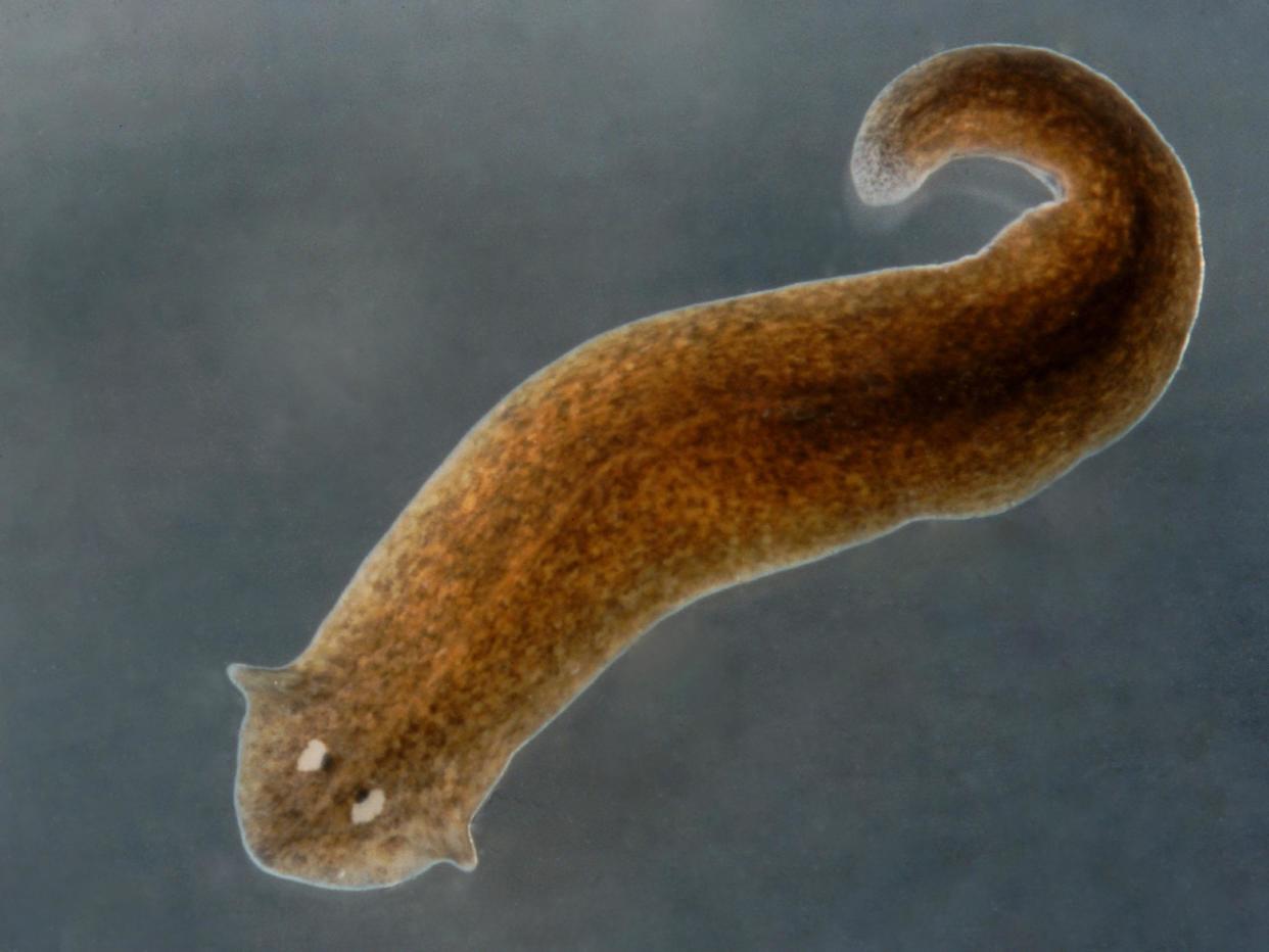Planarian flatworms are able to regrow severed heads and other body parts: Getty Images